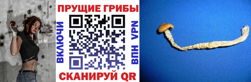 Купить  Урай  Псилоцибиновые грибы Psilocybe 